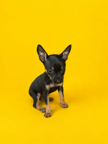 Pinscher mini disponível 