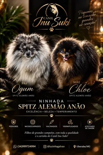 Filhotes de Spitz Alemão Anão 