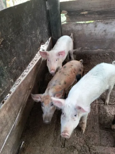 Três porca caipira a venda! 400$ Piracicaba SP