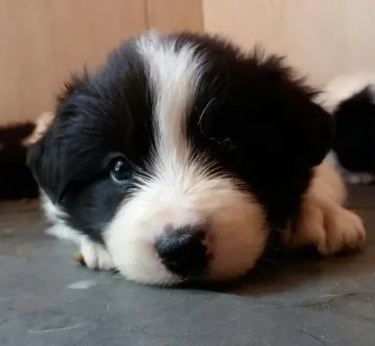 Filhotes de Border Collie | Energia boa por toda a casa.