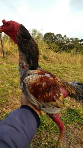 Galo Indio