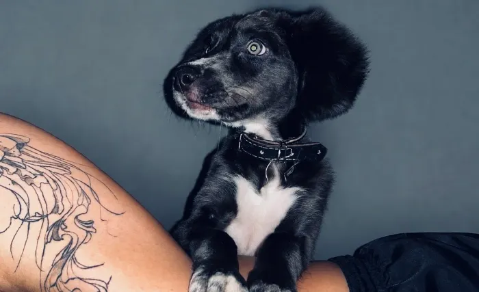 Doa-se fêmea 6 meses porte médio