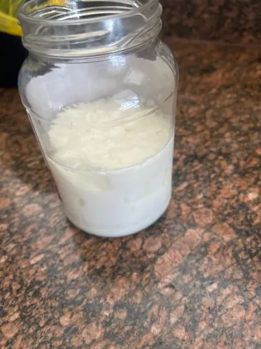 Doação de kefir de leite