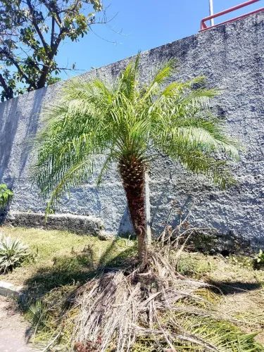 Roçador de quintal