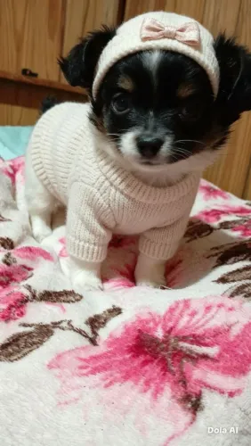 Fêmeas chihuahua mini