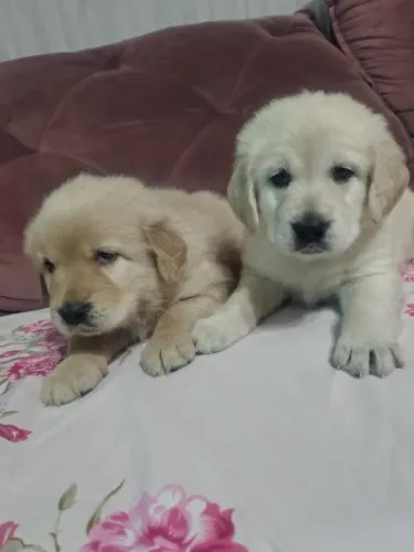 Labrador Retriever Filhotes | O Amigo Ideal Para Sua Família