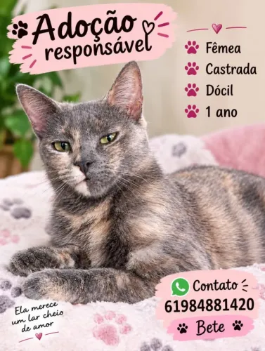 Gata para adoção
