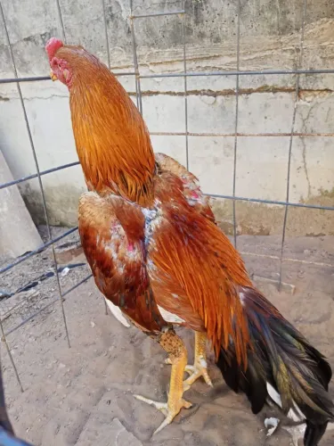 Galo índio 
