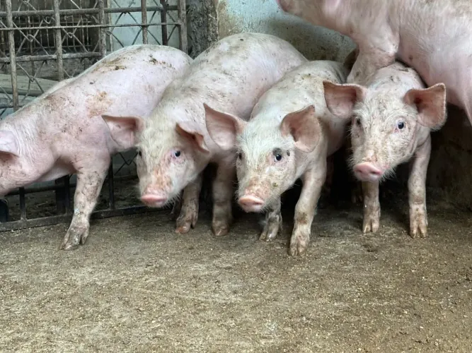 Porco suíno de todos os tamanhos a venda
