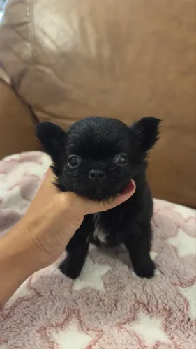 Chihuahua Pelo Longo 