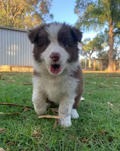 Border Collie de raça
