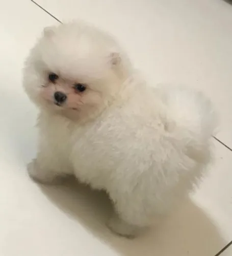 Lulu da Pomerânia 