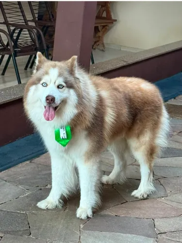 Filhotes de Husky Siberiano