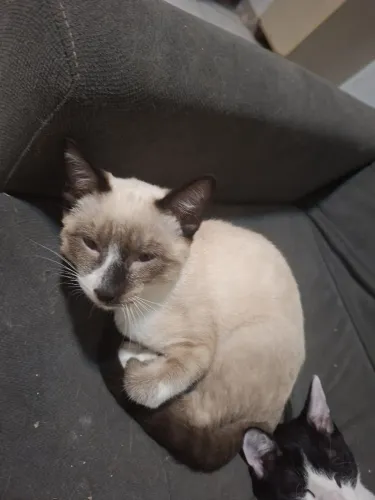 Adoção Gatinho Macho 3 Meses