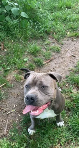 Doação de Pitbull adulto
