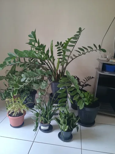 Planta zamioculca