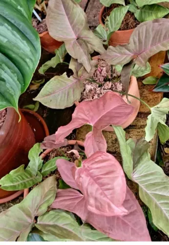 Mudas de singónio Rosa 