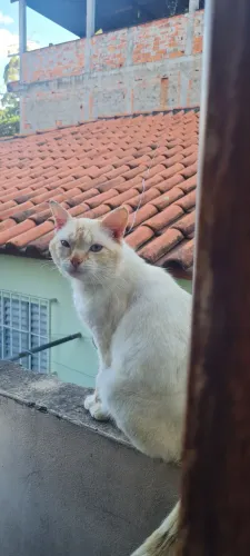 Doa se uma gata