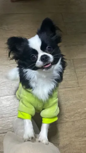 Cruza Chihuahua