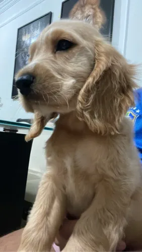 Cocker Spaniel 