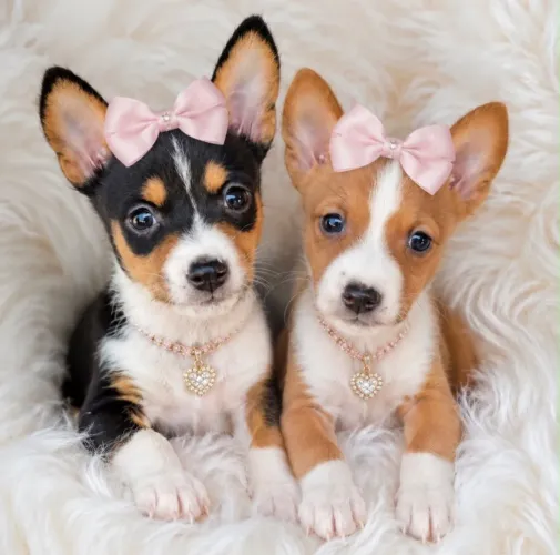 Basenji - a raça que não late com kit grátis