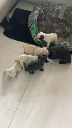 Buldogue Francês