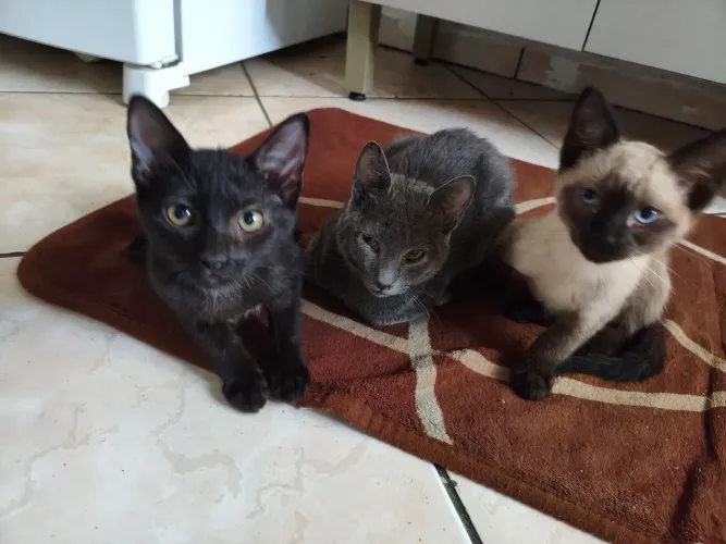 Estou doando esses 3 gatinhos, pretinha é fêmea e os outros dois é macho.