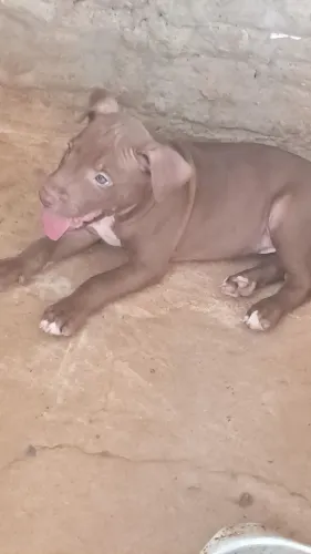 Filhotes de pitbull no precinho