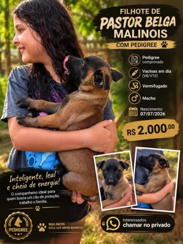 Vendo filhote de Pastor Belga Malinois