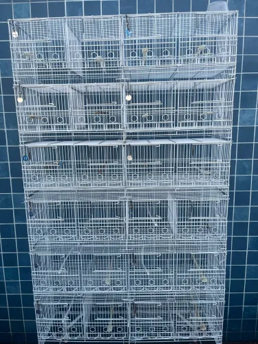 Conjunto gaiolas Morumbi canários criadeiras
