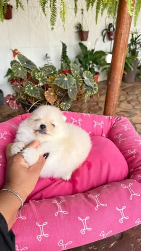 Spitz Alemão Anão 