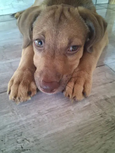 Cachorro filhote fêmea