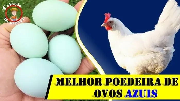 Vendo galinha poedeira ovo azul e poedeira ovo vermelho