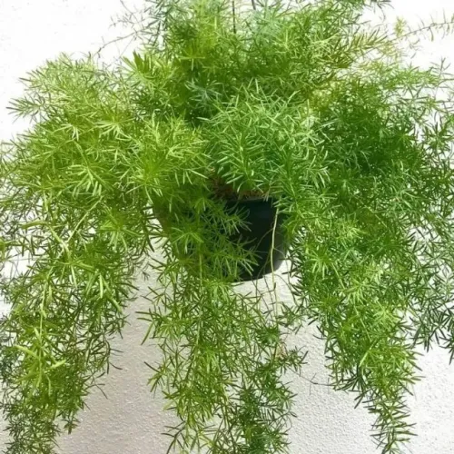 Planta Alfinete no vaso, com substrato  R$ 35,00