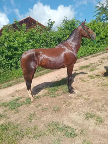 Vende-se e troca-se egua pronta de pega de boi e de cavalhada