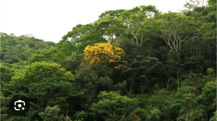 Áreas para Reserva Legal