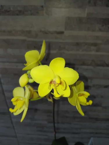 Spatoglotis flor amarela