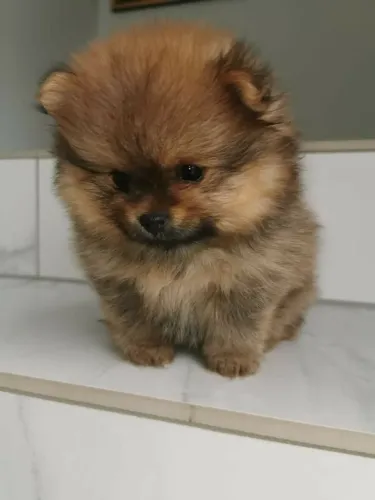 Spitz Alemão Encanta Com Seu Carisma