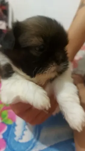Cachorro Shitzu