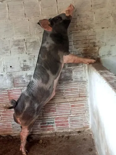 Porco Pietran 