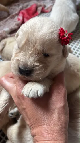 Filhotes golden retriever 