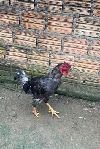 Vende-se 2 casal de caipira