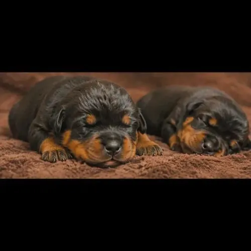 Filhote de Rottweiler Fêmea Padrão Alemão 