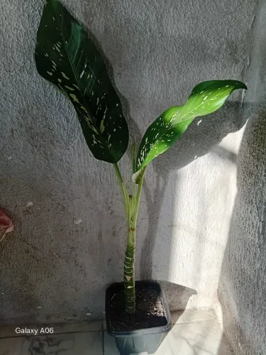 Comigo Ninguém Pode (Mãe )
