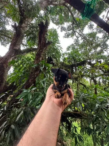 Filhote Pinscher mini 