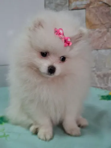 Lulu da pomerania branco