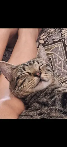 Gato adulto castrado, dócil e carinhoso procura lar definitivo - adoção responsável