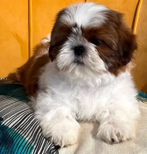 Shih Tzu Um laço que começa hoje e dura pra sempre
