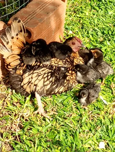 Pintinhos garnisé criatório malagutti