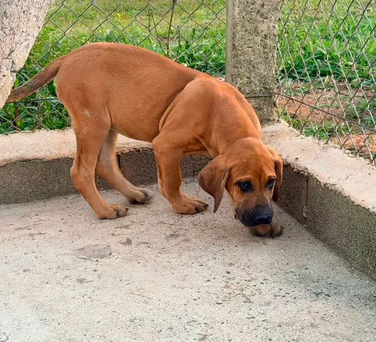 Fila brasileiro